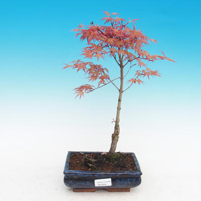 Outdoor bonsai - Acer palmatum Beni Tsucasa - Klon dlanitolistý - 2
