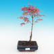 Outdoor bonsai - Acer palmatum Beni Tsucasa - Klon dlanitolistý - 2/3