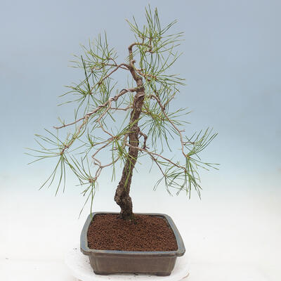 Bonsai ogrodowe - Pinus sylvestris - sosna zwyczajna - 2