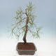 Bonsai ogrodowe - Pinus sylvestris - sosna zwyczajna - 2/4