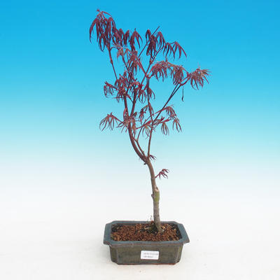 Outdoor bonsai-Acer palmatum Trompenburg-Klon czerwony - 2