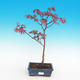 Outdoor bonsai-Acer palmatum Trompenburg-Klon czerwony - 2/2