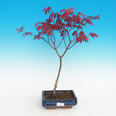 Outdoor bonsai-Acer palmatum Trompenburg-Klon czerwony - 2