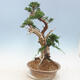 Outdoor bonsai - Juniperus chinensis - chiński jałowiec - 2/6