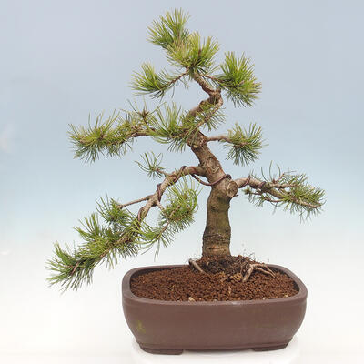 Bonsai ogrodowe - Pinus mugo - Sosna Klęcząca - 2