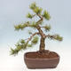 Bonsai ogrodowe - Pinus mugo - Sosna Klęcząca - 2/4