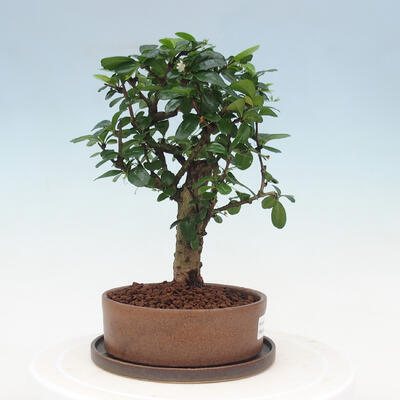 Kryte bonsai ze spodkiem - Carmona macrophylla - Herbata Fuki - 2