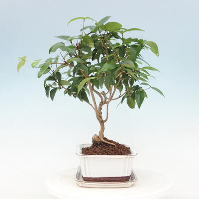 Kryte bonsai ze spodkiem - Wiśnia australijska - Eugenia uniflora - 2