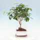 Kryte bonsai ze spodkiem - Wiśnia australijska - Eugenia uniflora - 2/4