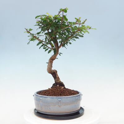 Kryte bonsai ze spodkiem - Wiśnia australijska - Eugenia uniflora - 2