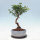Kryte bonsai ze spodkiem - Wiśnia australijska - Eugenia uniflora - 2/4