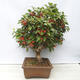 Outdoor bonsai -Malus Halliana - owocach jabłoni - 2/6