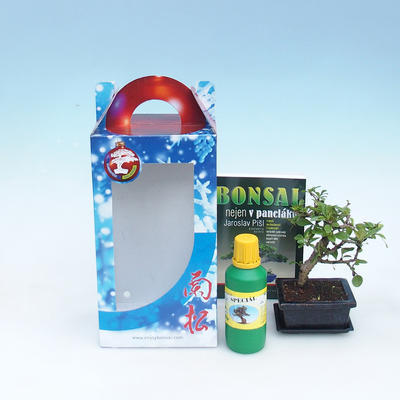 Bonsai do pokoju w pudełku prezentowym - 2