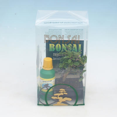 Bonsai do pokoju w pudełku prezentowym - 2