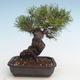 Pinus thunbergii - sosna Thunberg VB2020-572 - 2/5