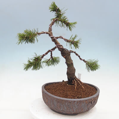 Bonsai ogrodowe - Pinus mugo - Sosna Klęcząca - 2