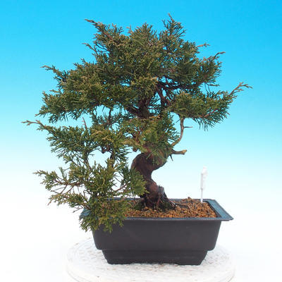 Outdoor bonsai - Juniperus chinensis Itoigava - chiński jałowiec - 2