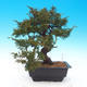 Outdoor bonsai - Juniperus chinensis Itoigava - chiński jałowiec - 2/5