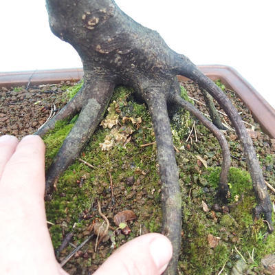 Outdoor bonsai - Karp zwyczajny - Carpinoides Carpinus - 2