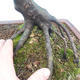 Outdoor bonsai - Karp zwyczajny - Carpinoides Carpinus - 2/2