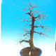 Outdoor bonsai - Karp zwyczajny - Carpinoides Carpinus - 2/4