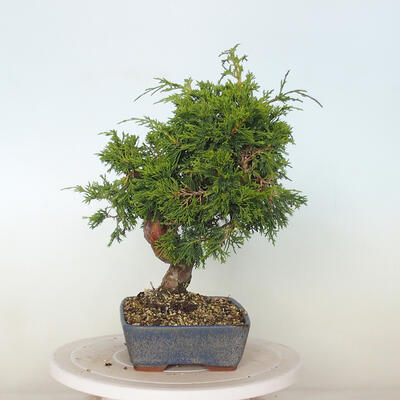 Outdoor bonsai - Juniperus chinensis Itoigawa - Jałowiec chiński - 2
