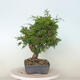 Outdoor bonsai - Juniperus chinensis Itoigawa - Jałowiec chiński - 2/4