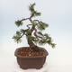 Bonsai ogrodowe - Pinus mugo - Sosna Klęcząca - 2/5