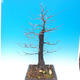 Outdoor bonsai - Karp zwyczajny - Carpinoides Carpinus - 2/3