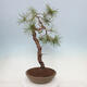Bonsai ogrodowe - Pinus sylvestris - sosna zwyczajna - 2/4