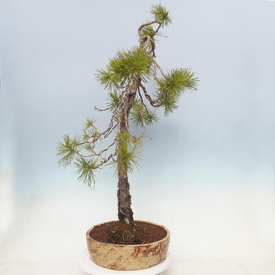 Bonsai ogrodowe - Pinus sylvestris - sosna zwyczajna - 2