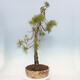 Bonsai ogrodowe - Pinus sylvestris - sosna zwyczajna - 2/5