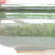 Ceramiczna miska bonsai 15 x 15 x 5,5 cm, kolor zielony - 2/3