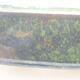 Ceramiczna miska bonsai 17,5 x 13,5 x 5 cm, kolor zielony - 2/3