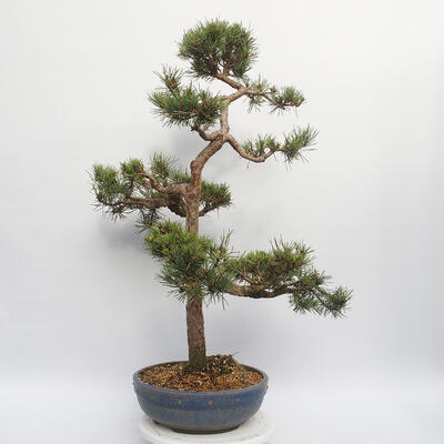 Bonsai ogrodowe - Pinus sylvestris Watereri - sosna zwyczajna - 2
