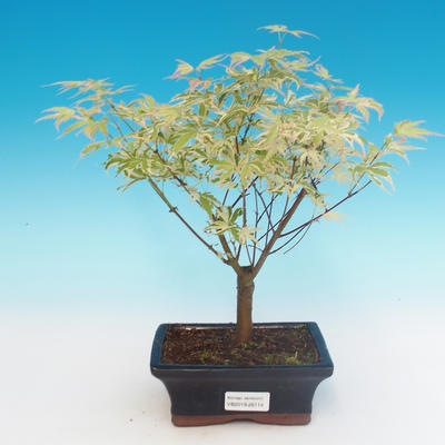 Outdoor bonsai - klon japoński Acer palmatum Butterfly - 2