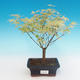 Outdoor bonsai - klon japoński Acer palmatum Butterfly - 2/2