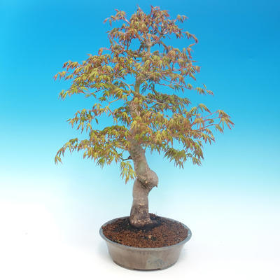 Outdoor bonsai - Acer pamnatum - klon japoński - 2