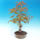 Outdoor bonsai - Acer pamnatum - klon japoński - 2/5