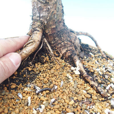 Outdoor bonsai - Larix decidua - Modrzew liściasty - 2