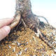 Outdoor bonsai - Larix decidua - Modrzew liściasty - 2/2