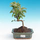 Outdoor bonsai - Malus halliana - jabłoń Malplate - 2/4