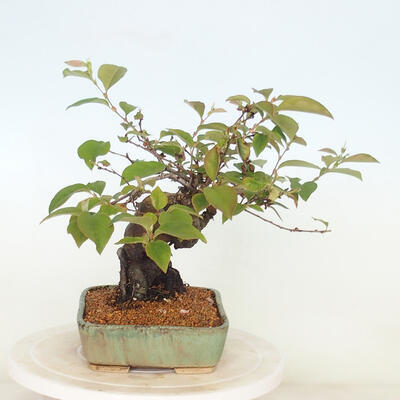 Outdoor bonsai - Pseudocydonia sinensis - pigwa chińska - 2