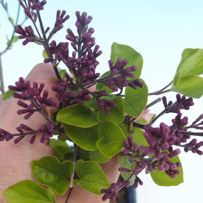 Outdoor bonsai - Syringa velutina josse Pink lilac - 2