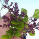 Outdoor bonsai - Syringa velutina josse Pink lilac - 2/2