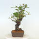 Outdoor bonsai - Pseudocydonia sinensis - pigwa chińska - 2/4