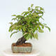 Outdoor bonsai - Pseudocydonia sinensis - pigwa chińska - 2/4