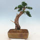 Outdoor bonsai - Juniperus chinensis - chiński jałowiec - 2/6