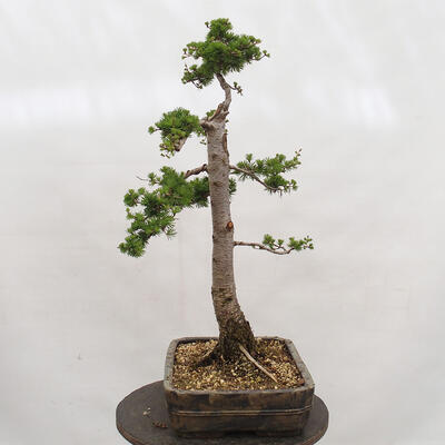 Bonsai na zewnątrz - Larix decidua - Modrzew liściasty - 2