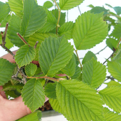Outdoor bonsai - Ulmus Glabra - Elm - 2